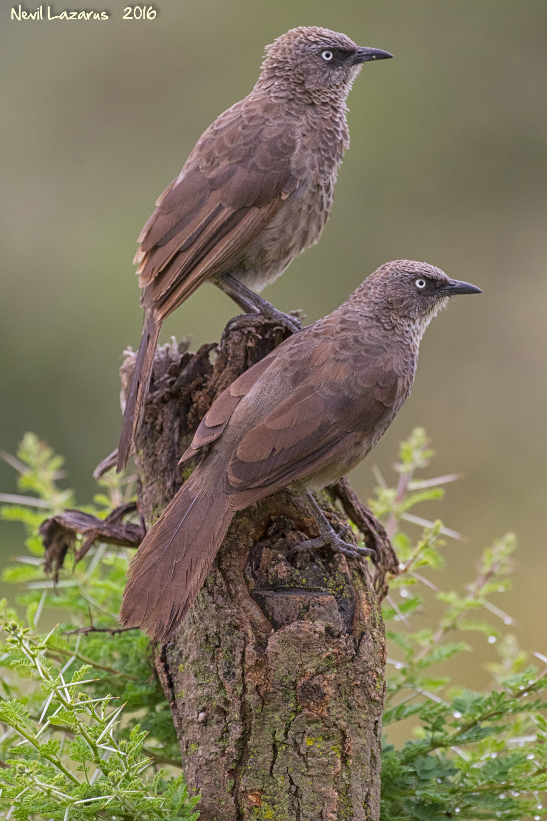 Canon EF 200-400mm F4L IS USM Extender 1.4x sample photo. Black-lored babblers photography