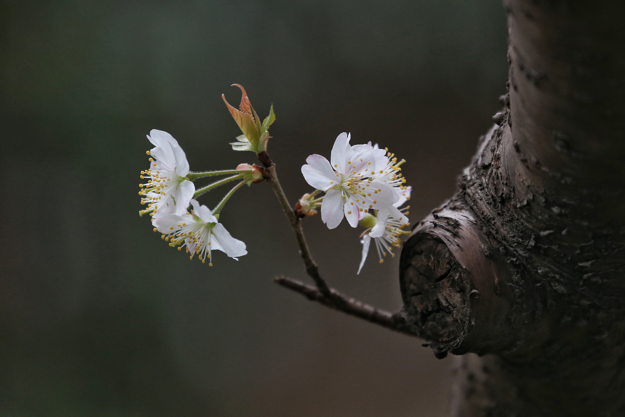 Canon EF 70-300mm F4-5.6L IS USM sample photo