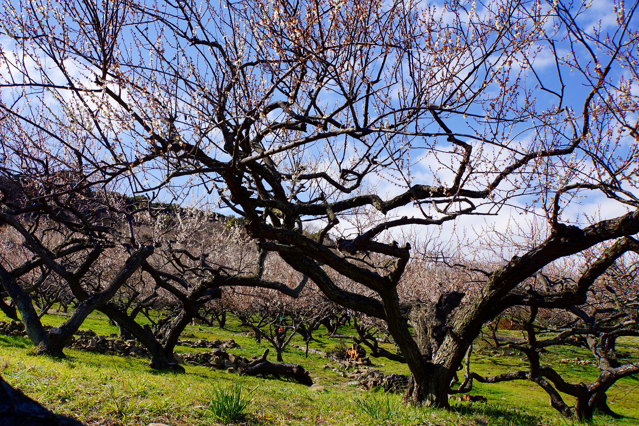 Sony E 18-200mm F3.5-6.3 OSS LE sample photo. Plum thicket photography