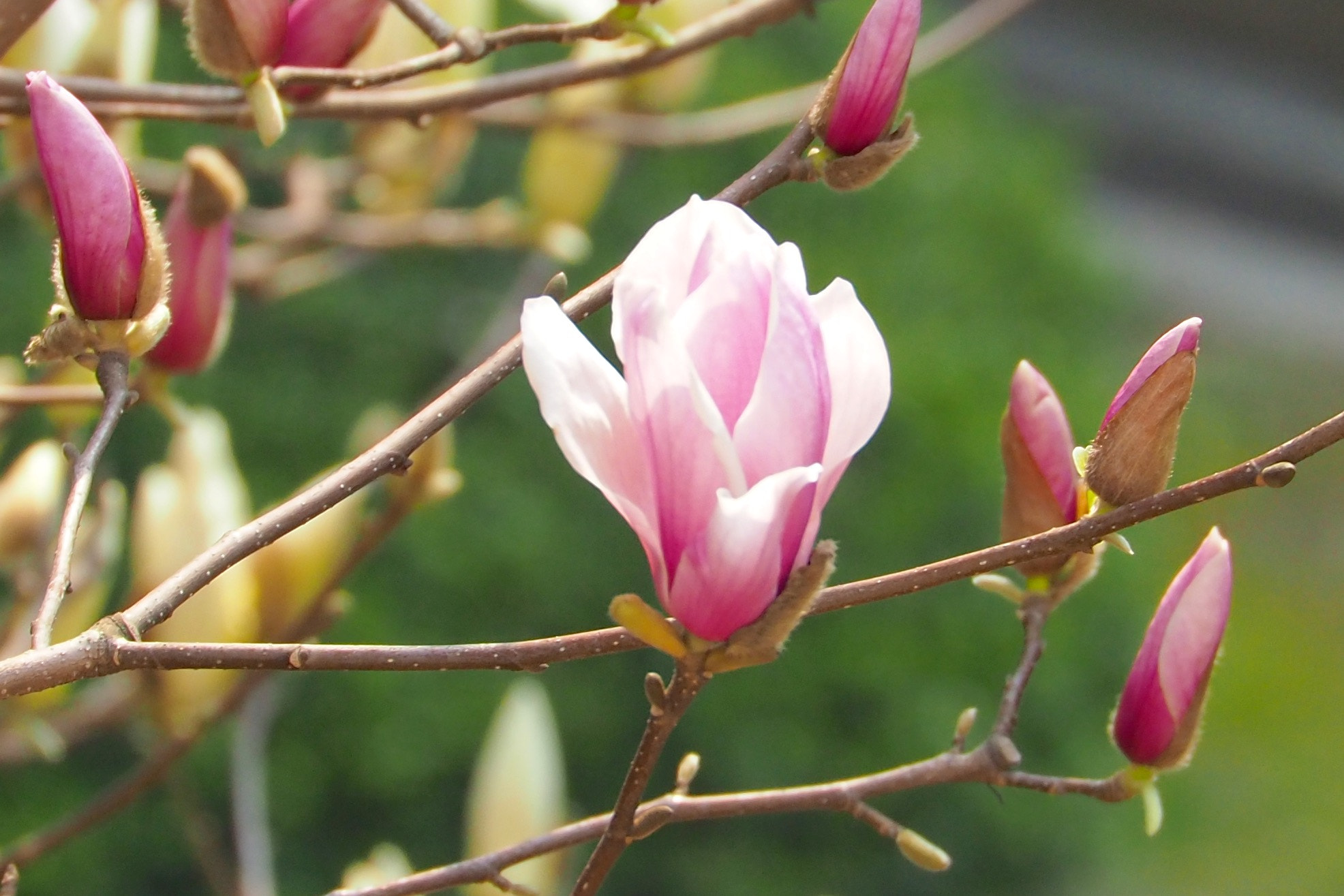 Panasonic Leica D Vario-Elmar 14-150mm F3.5-5.6 Asph Mega OIS sample photo