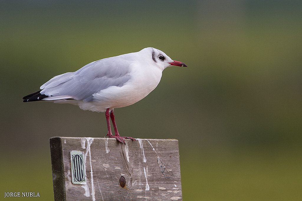 Canon EF 500mm F4L IS II USM sample photo. Gaviota reidora (chroicocephalus ridibundus). photography