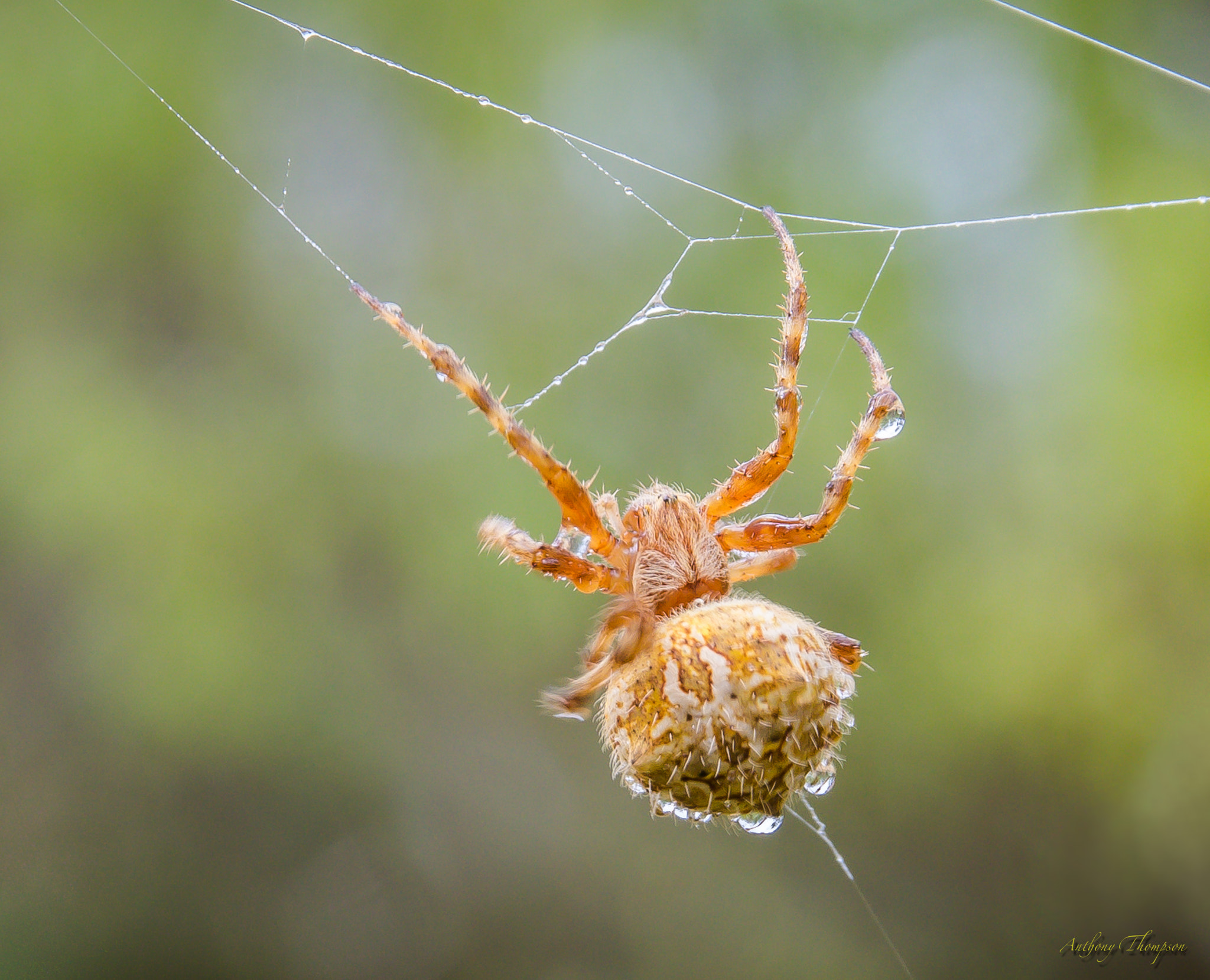 Pentax K-3 sample photo. Spinning in the rain photography