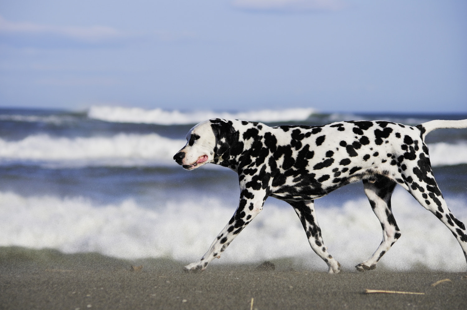 smc PENTAX-DA L 55-300mm F4-5.8 ED sample photo. Dalmatian photography