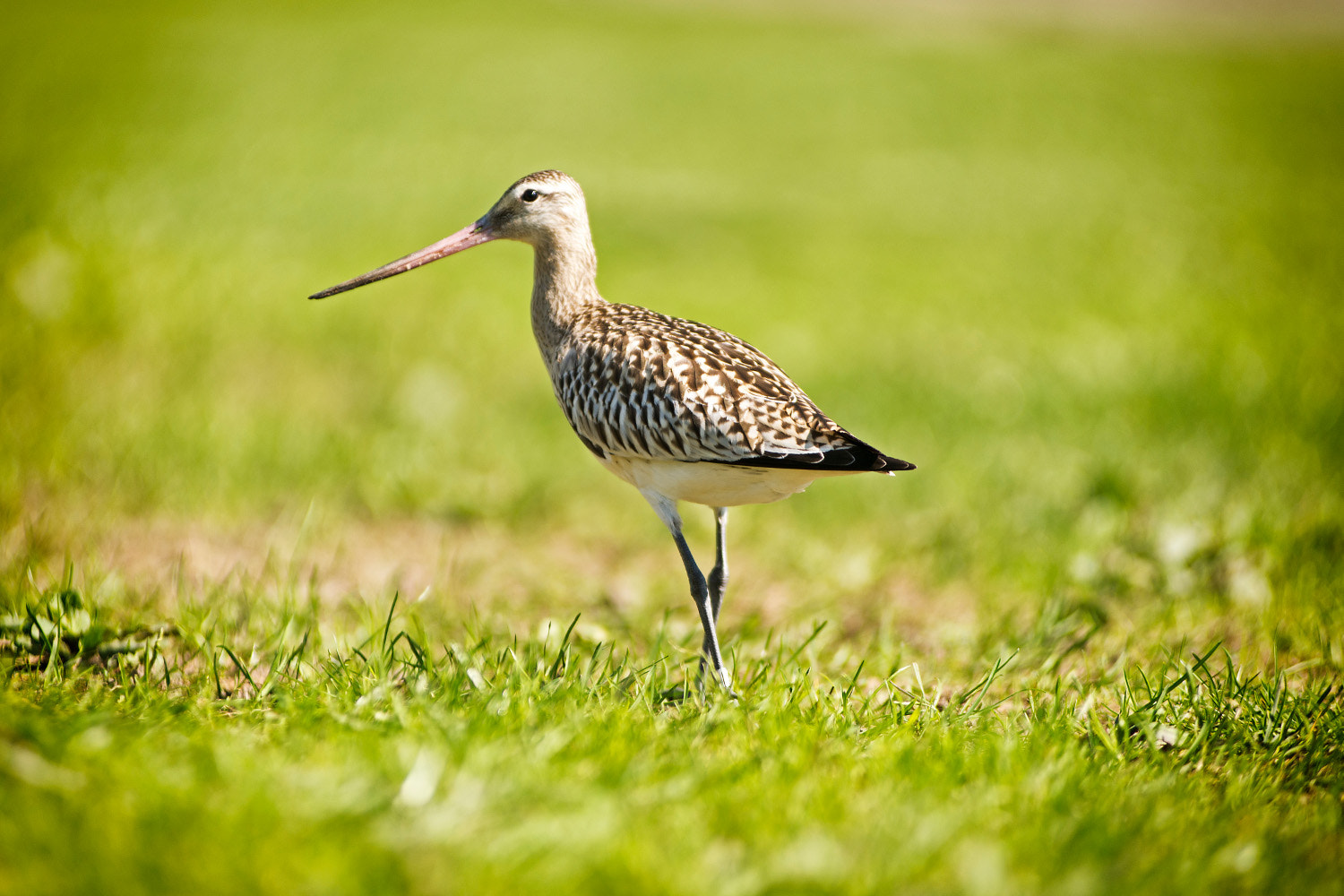 AF Zoom-Nikkor 80-200mm f/2.8 ED sample photo. Uferschnepfe photography
