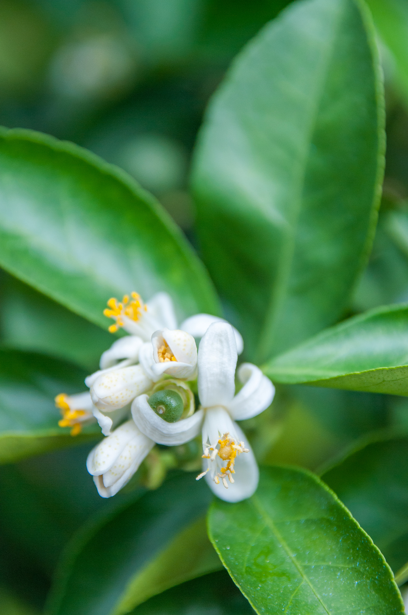 Sigma 17-70mm F2.8-4 DC Macro OS HSM sample photo. Exotic bloom photography