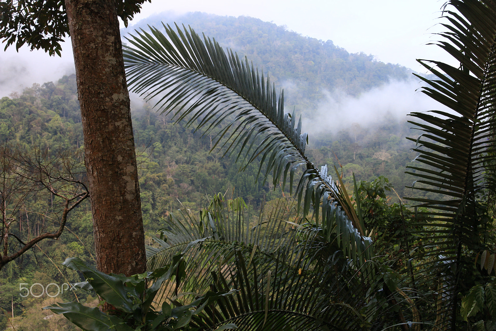 Canon EOS 650D (EOS Rebel T4i / EOS Kiss X6i) sample photo. Cameron highland photography