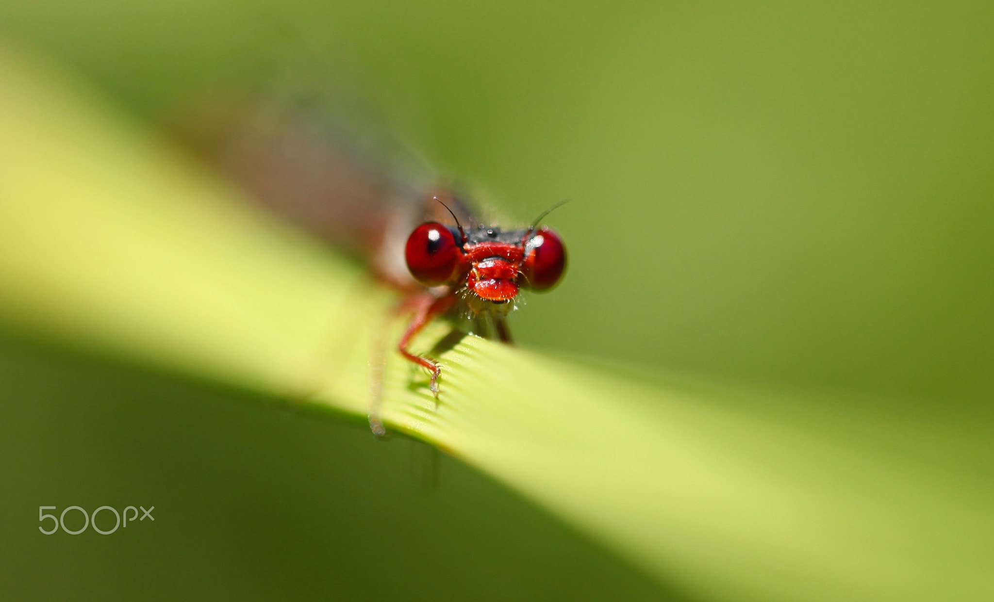 Eyes