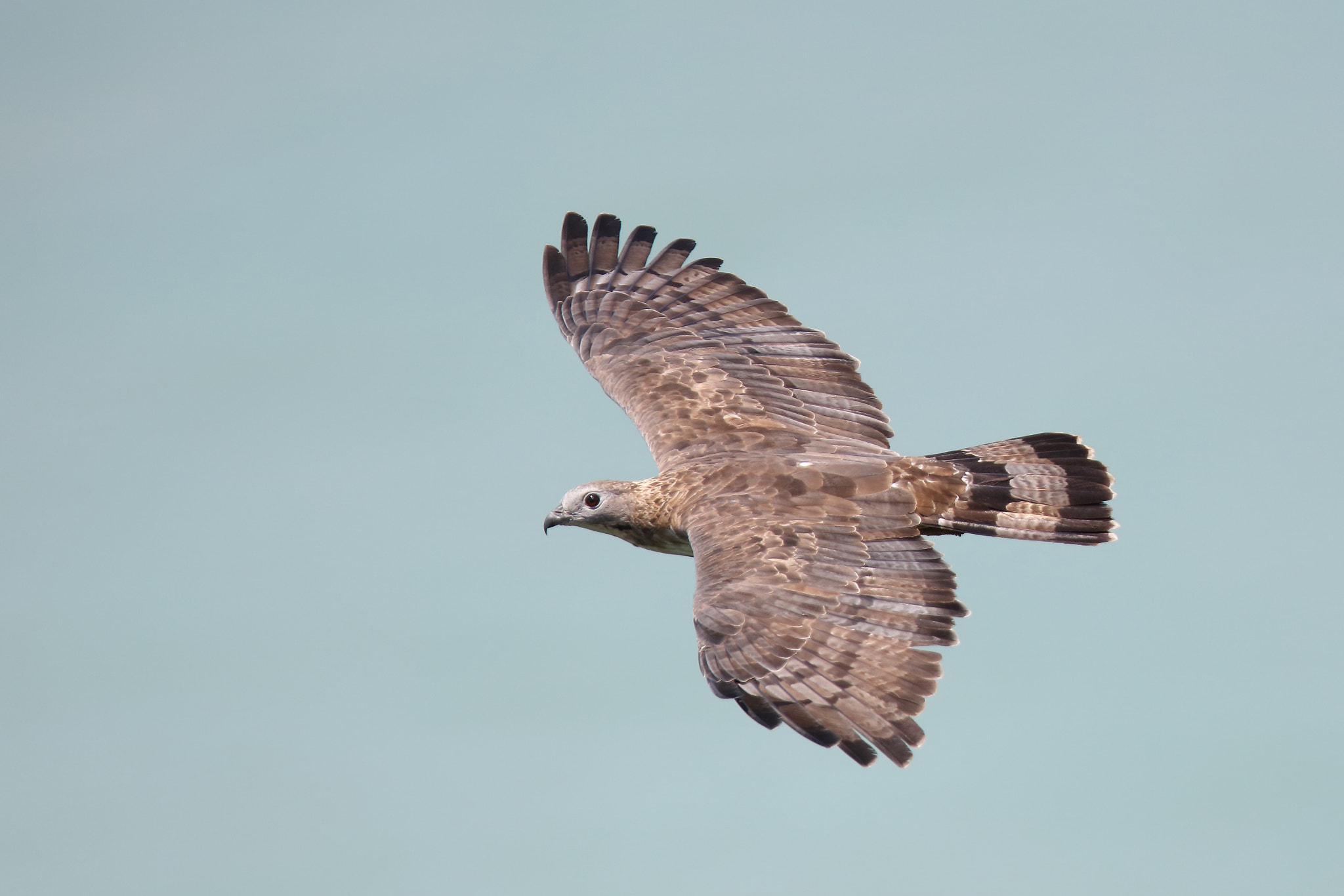 Canon EOS 5DS R + Canon EF 400mm F2.8L IS II USM sample photo. Oriental honey buzzard photography