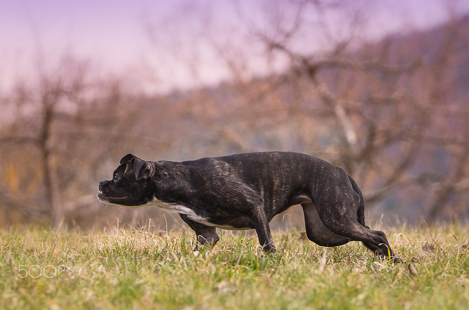 Sony SLT-A77 + Tamron SP 70-200mm F2.8 Di VC USD sample photo. Little hunter photography