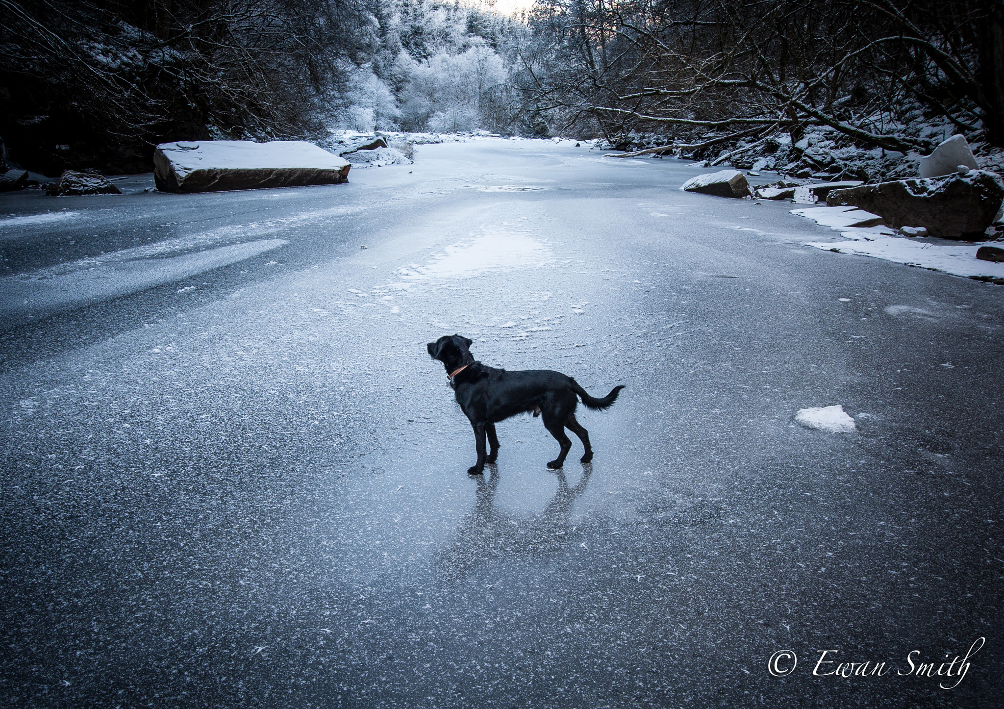 Nikon AF Nikkor 24-85mm F2.8-4D IF sample photo. Ralph on ice photography