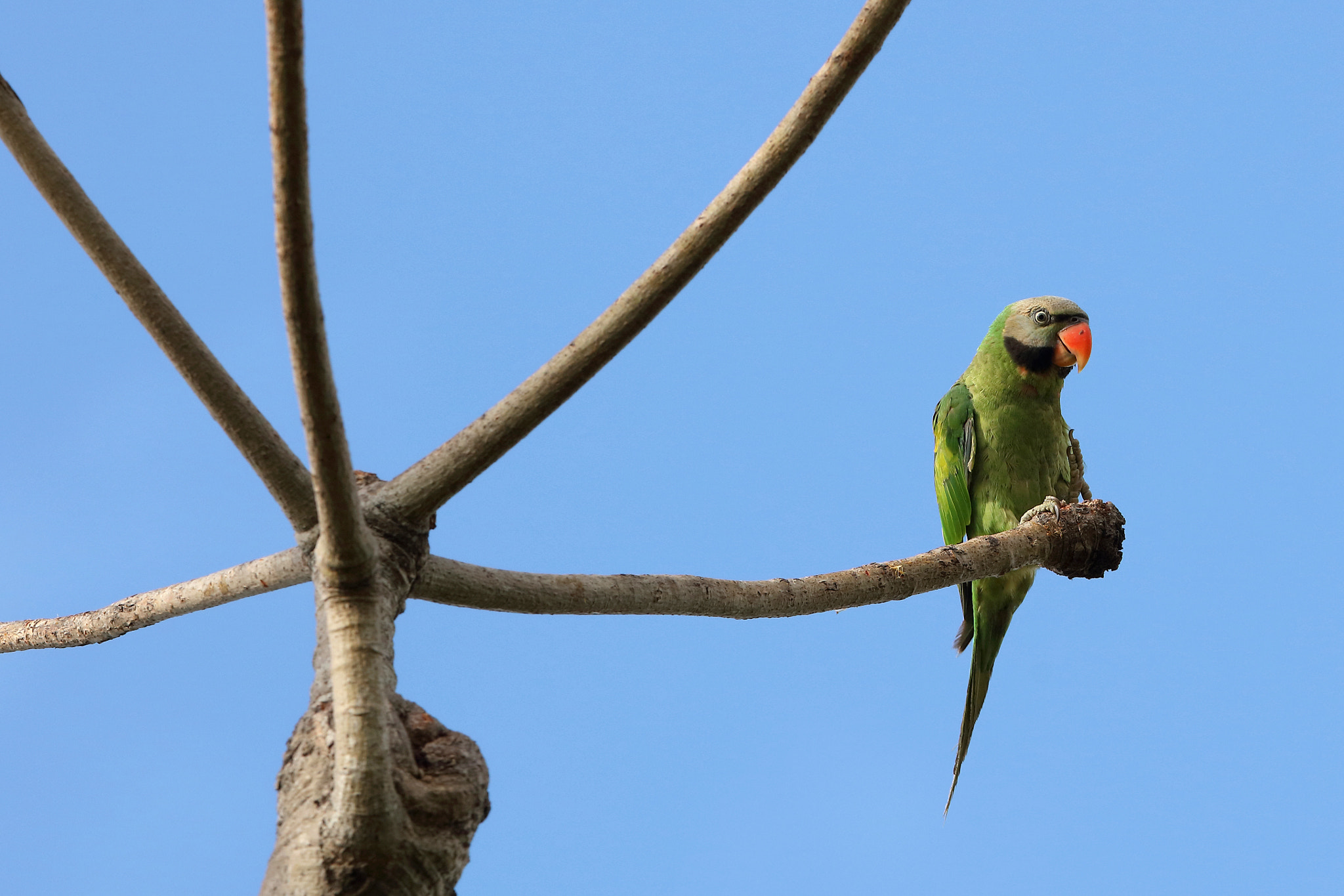 Canon EOS 5DS R + Canon EF 400mm F2.8L IS II USM sample photo. Red-breasted parakeet photography