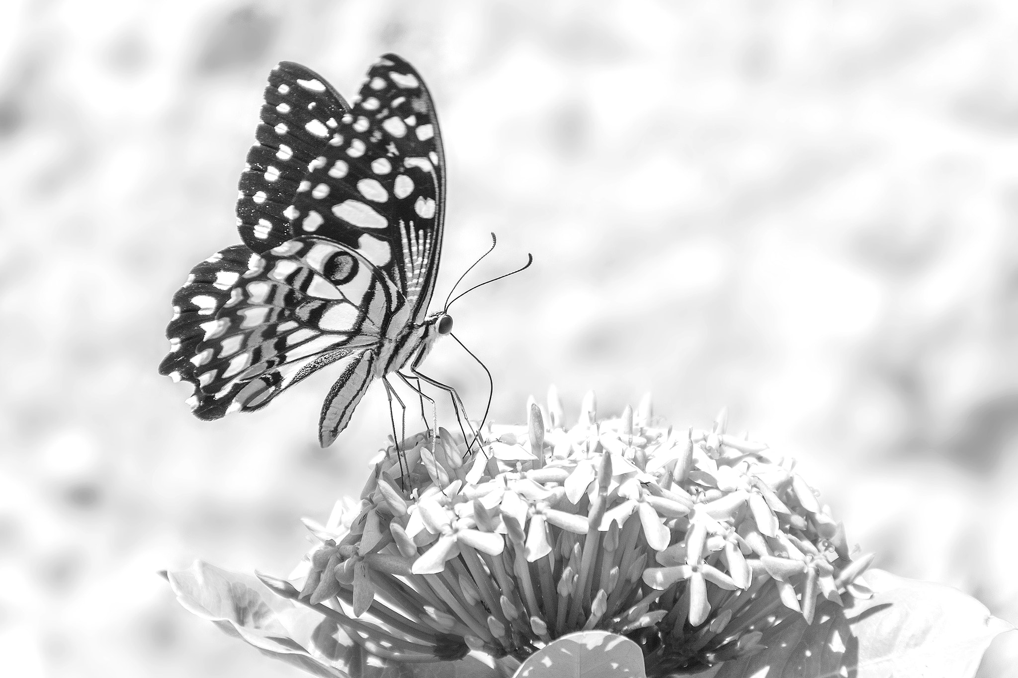 Sigma 18-250mm F3.5-6.3 DC OS HSM sample photo. Common lime butterfly photography