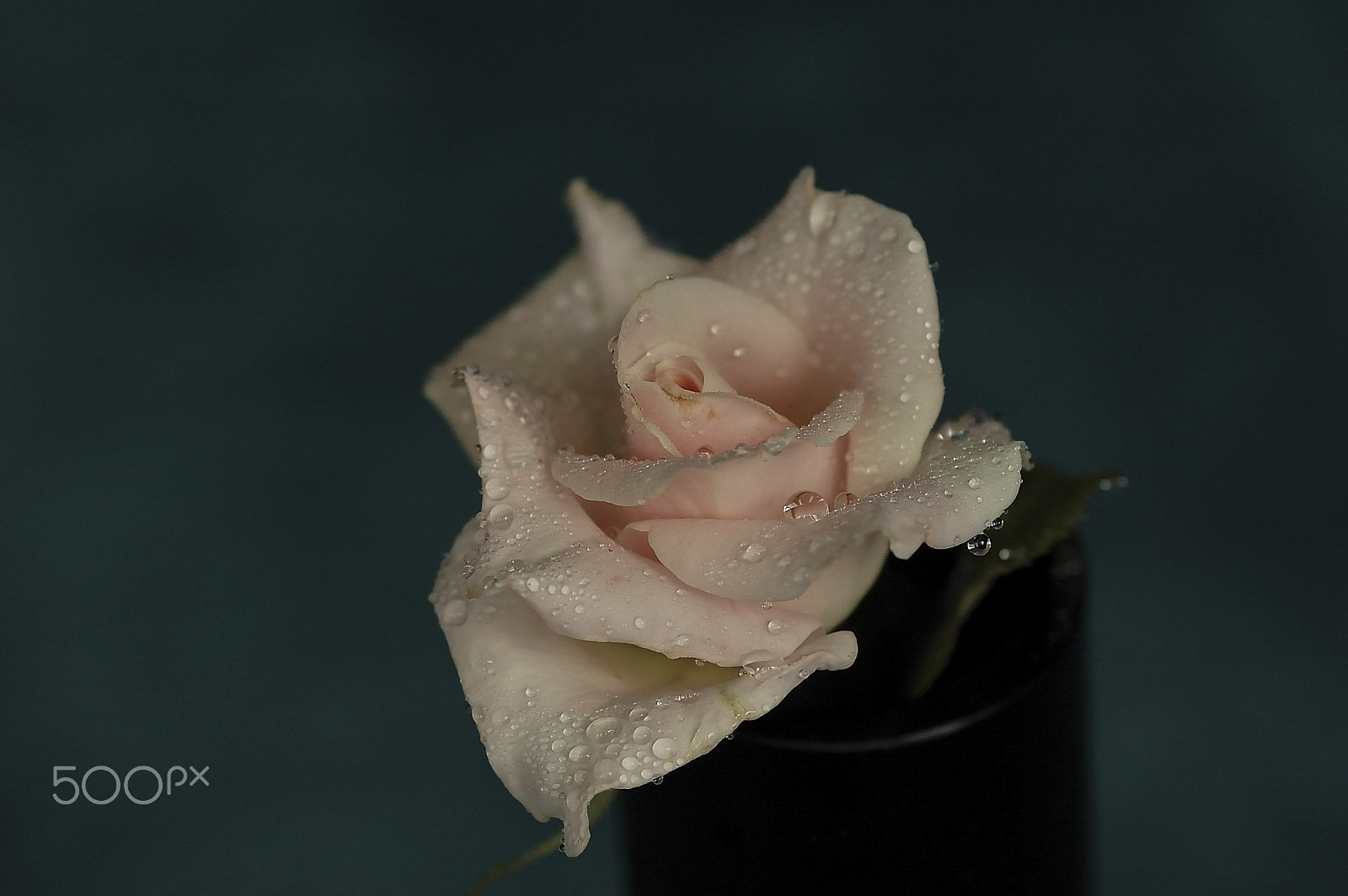 Nikon D50 + AF Micro-Nikkor 105mm f/2.8 sample photo. Rose d'eau photography