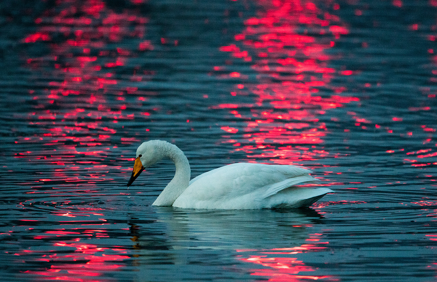 Canon EF 600mm F4L IS II USM sample photo. Whooper swan photography