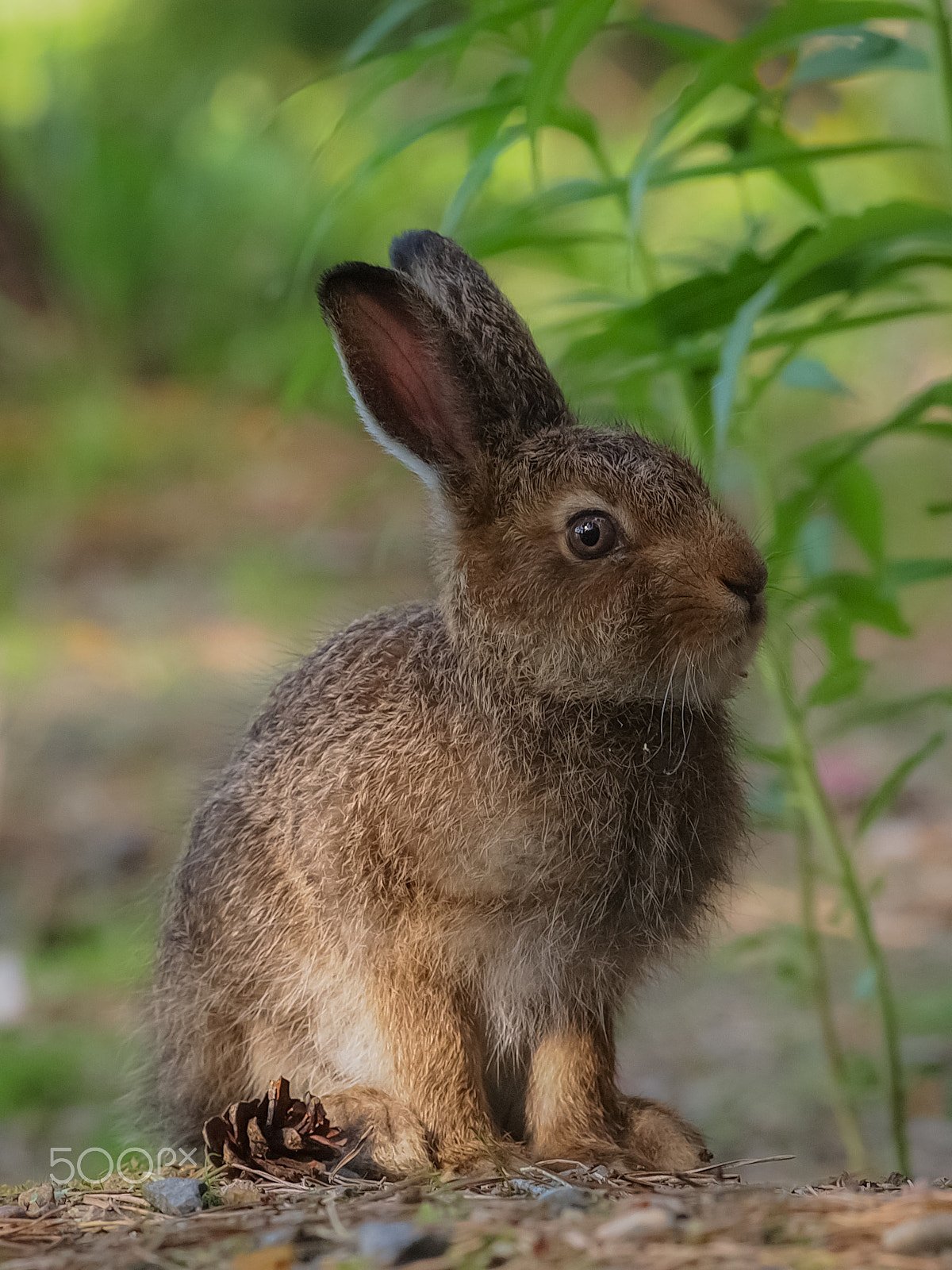 Olympus E-5 + Olympus Zuiko Digital ED 35-100mm F2.0 sample photo. Young hare photography