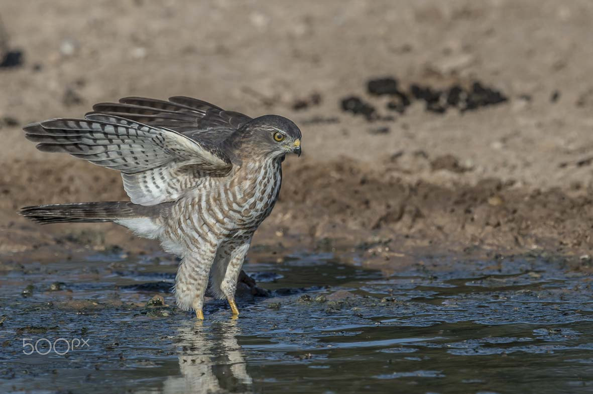 Nikon D4S + Sigma 24-60mm F2.8 EX DG sample photo. African goshawk photography