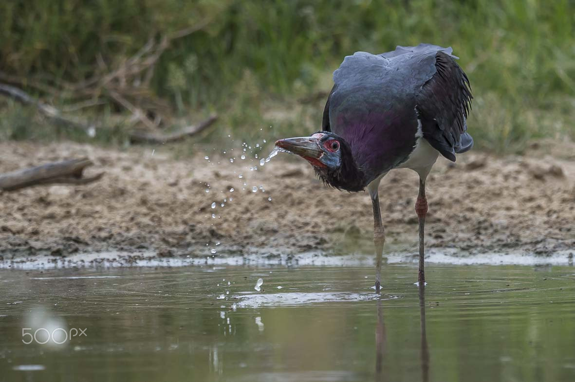 Sigma 24-60mm F2.8 EX DG sample photo. Abdim's stork photography