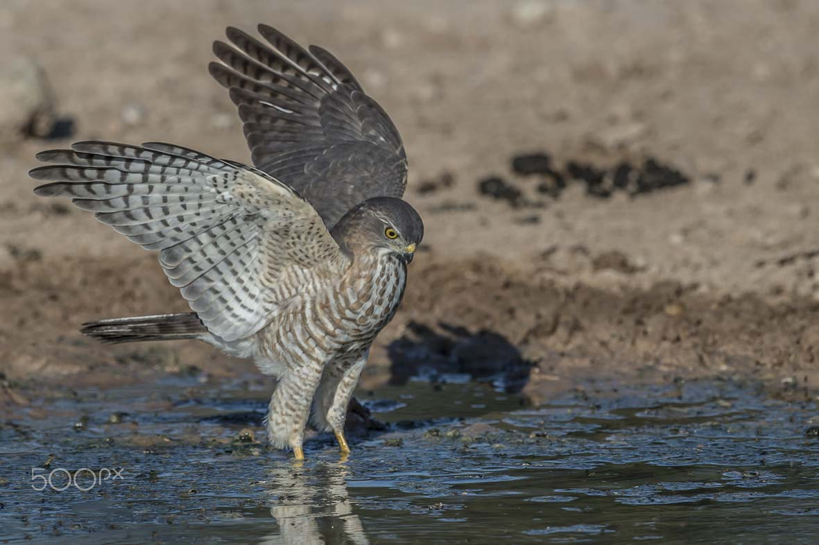 Sigma 24-60mm F2.8 EX DG sample photo. African goshawk photography