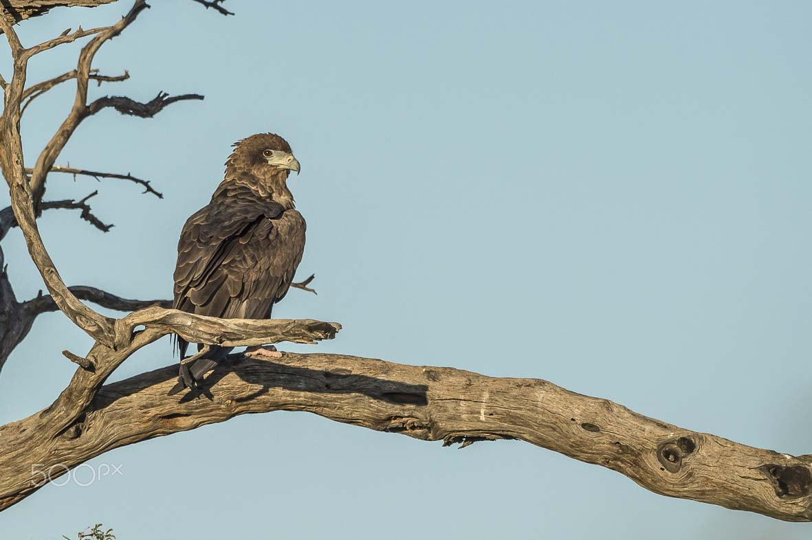 Nikon D4S + Sigma 24-60mm F2.8 EX DG sample photo. Bateleur eagle photography