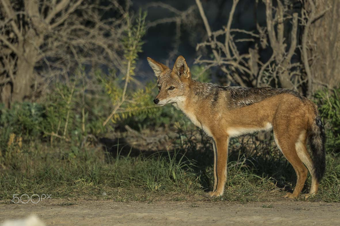 Nikon D4S + Sigma 24-60mm F2.8 EX DG sample photo. Black backed jackal photography