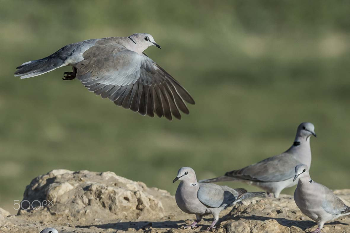 Nikon D4S + Sigma 24-60mm F2.8 EX DG sample photo. Cape turtle dove photography