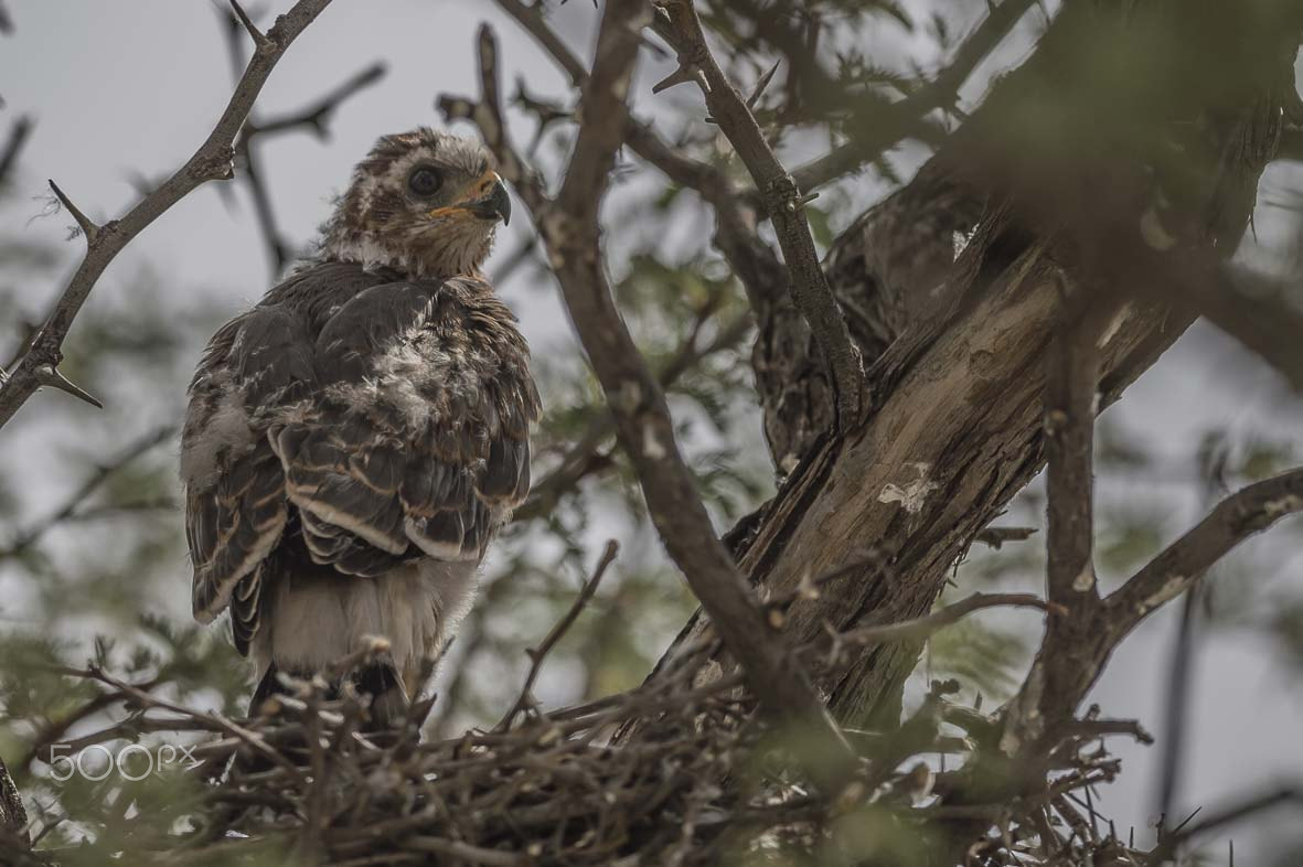 Nikon D4S + Sigma 24-60mm F2.8 EX DG sample photo. Flegling gabar goshawk photography