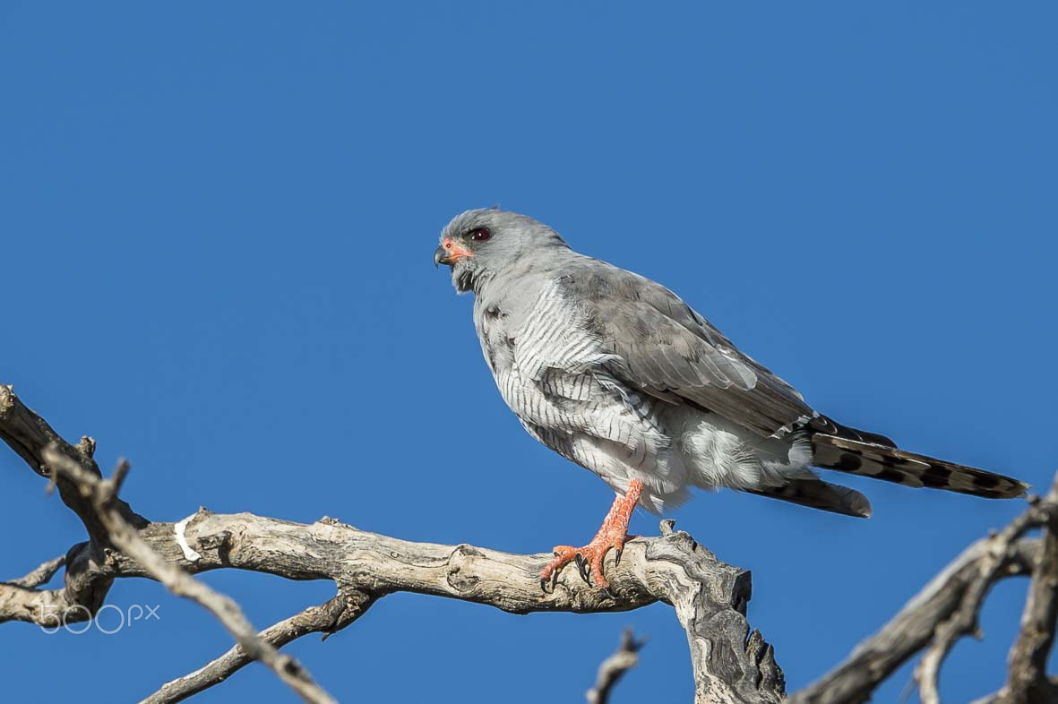 Nikon D4S + Sigma 24-60mm F2.8 EX DG sample photo. Gabar goshawk photography