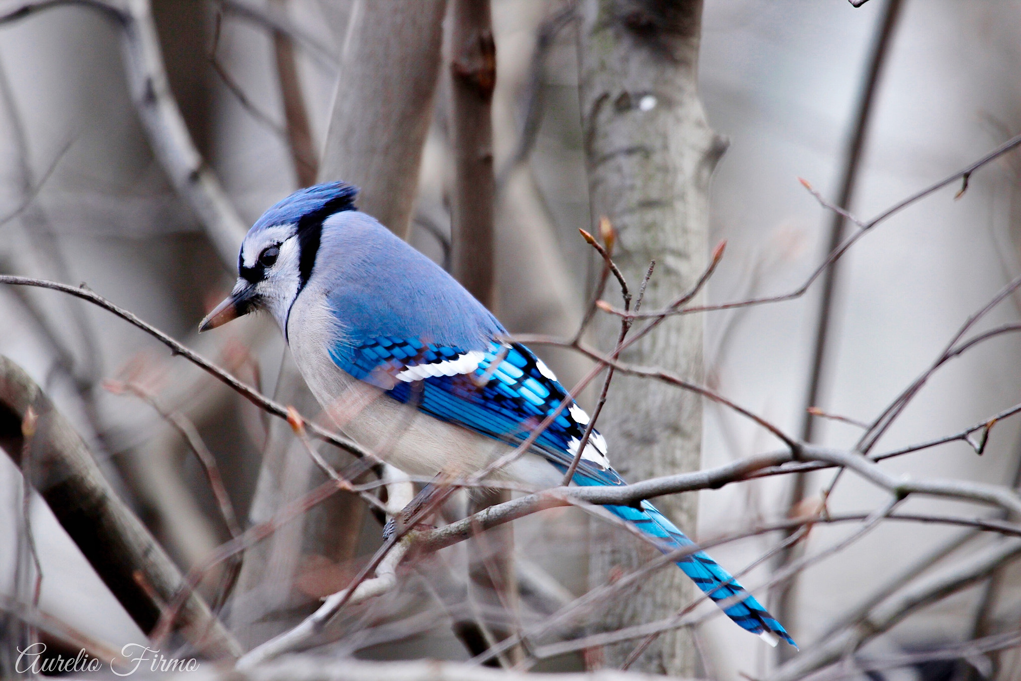 Canon EOS 600D (Rebel EOS T3i / EOS Kiss X5) + Canon EF 100-400mm F4.5-5.6L IS USM sample photo. Bluejay bird in central park newyork photography