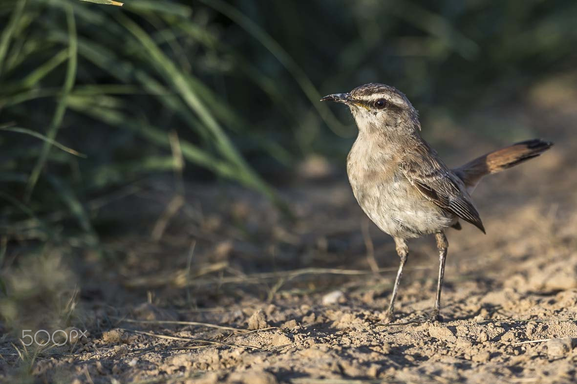 Nikon D4S + Sigma 24-60mm F2.8 EX DG sample photo. Kalahari scrub robin photography