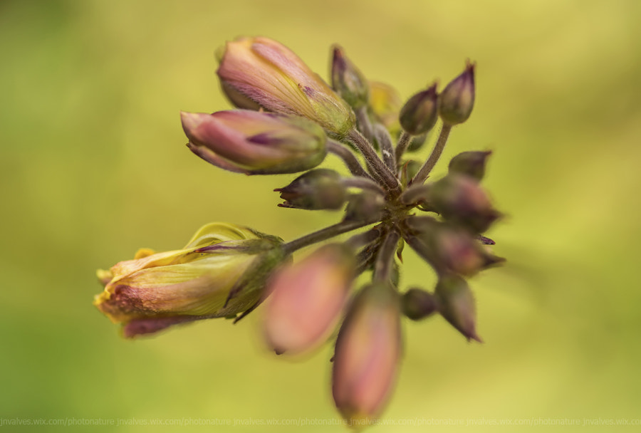 Nikon D610 + Sigma 105mm F2.8 EX DG Macro sample photo. Wild scent photography