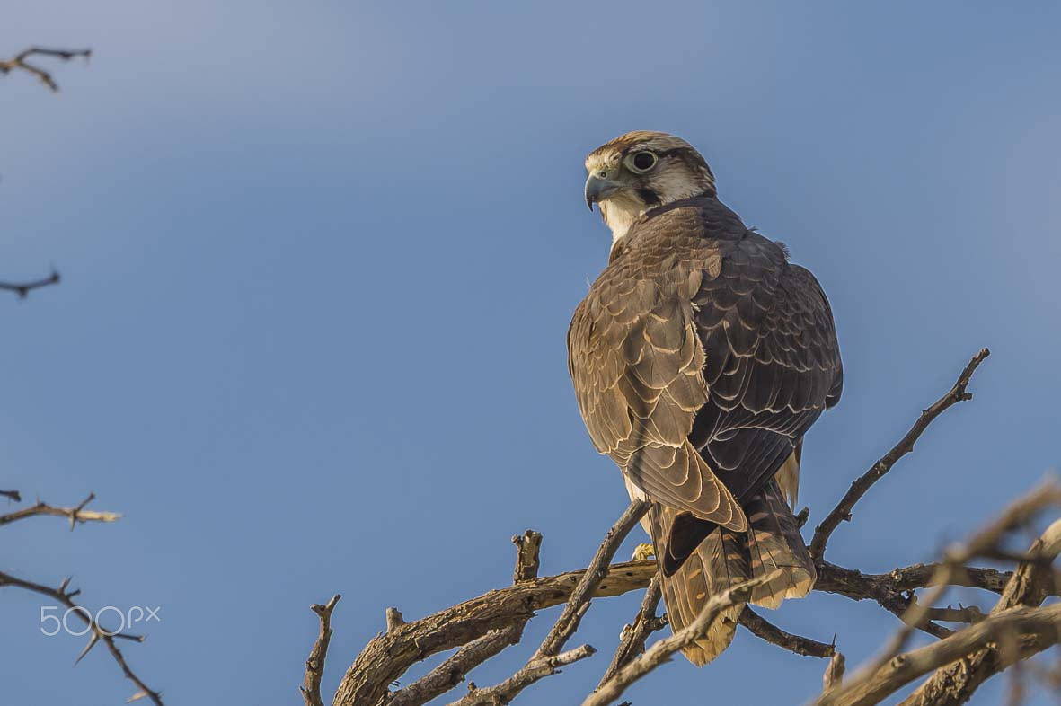 Sigma 24-60mm F2.8 EX DG sample photo. Lanner falcon photography