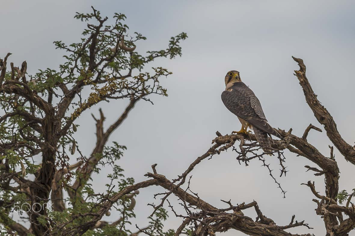 Nikon D4S + Sigma 24-60mm F2.8 EX DG sample photo. Lanner falcon photography