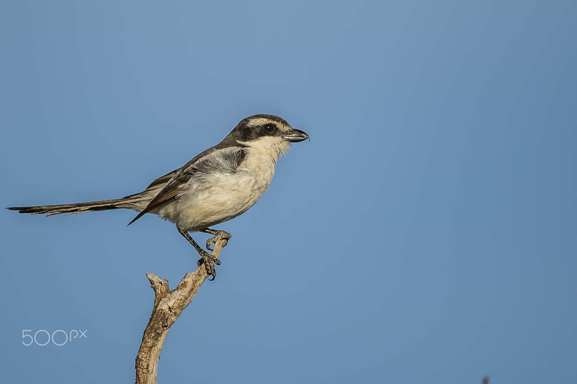 Nikon D4S + Sigma 24-60mm F2.8 EX DG sample photo. Lesser grey shrike photography