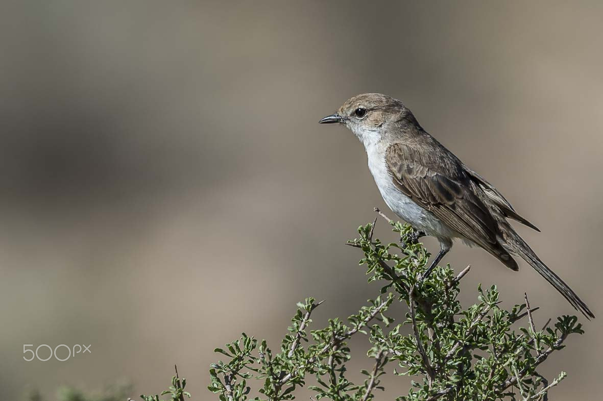 Sigma 24-60mm F2.8 EX DG sample photo. Marico flycatcher photography