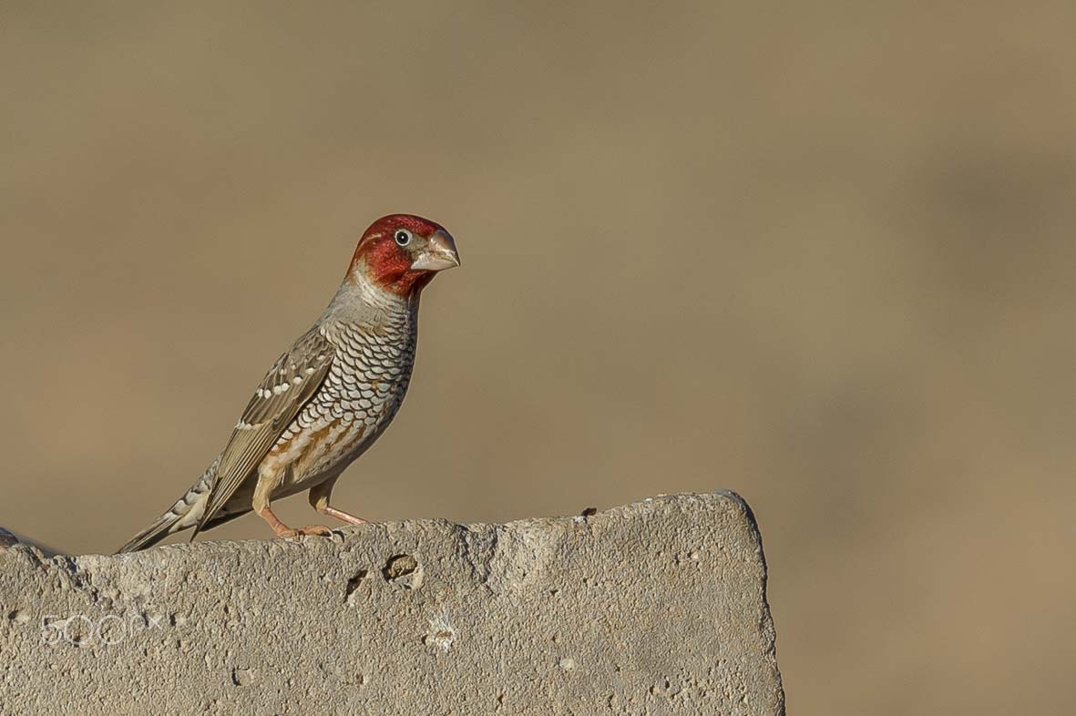 Sigma 24-60mm F2.8 EX DG sample photo. Red headed finch photography