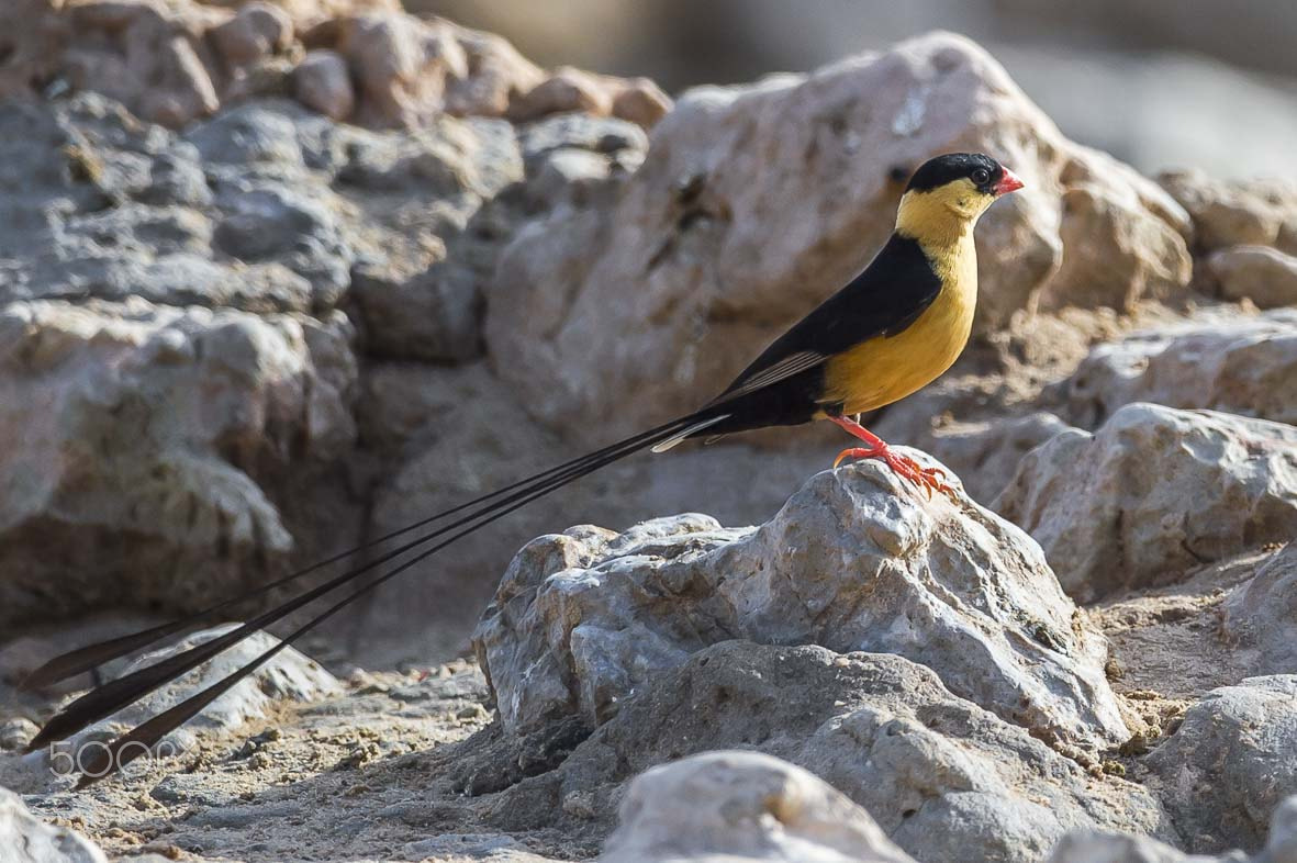 Sigma 24-60mm F2.8 EX DG sample photo. Shaft tailed whydah photography