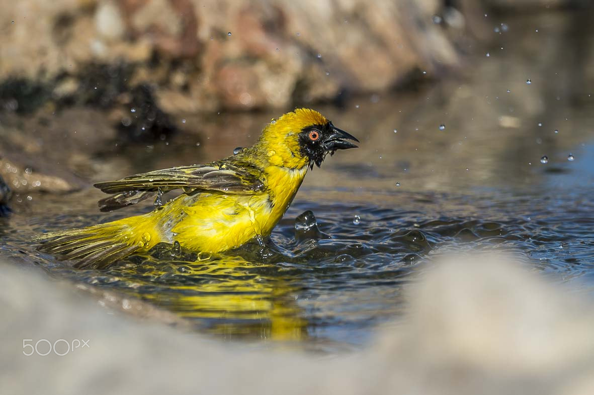 Nikon D4S + Sigma 24-60mm F2.8 EX DG sample photo. Southern masked weaver photography