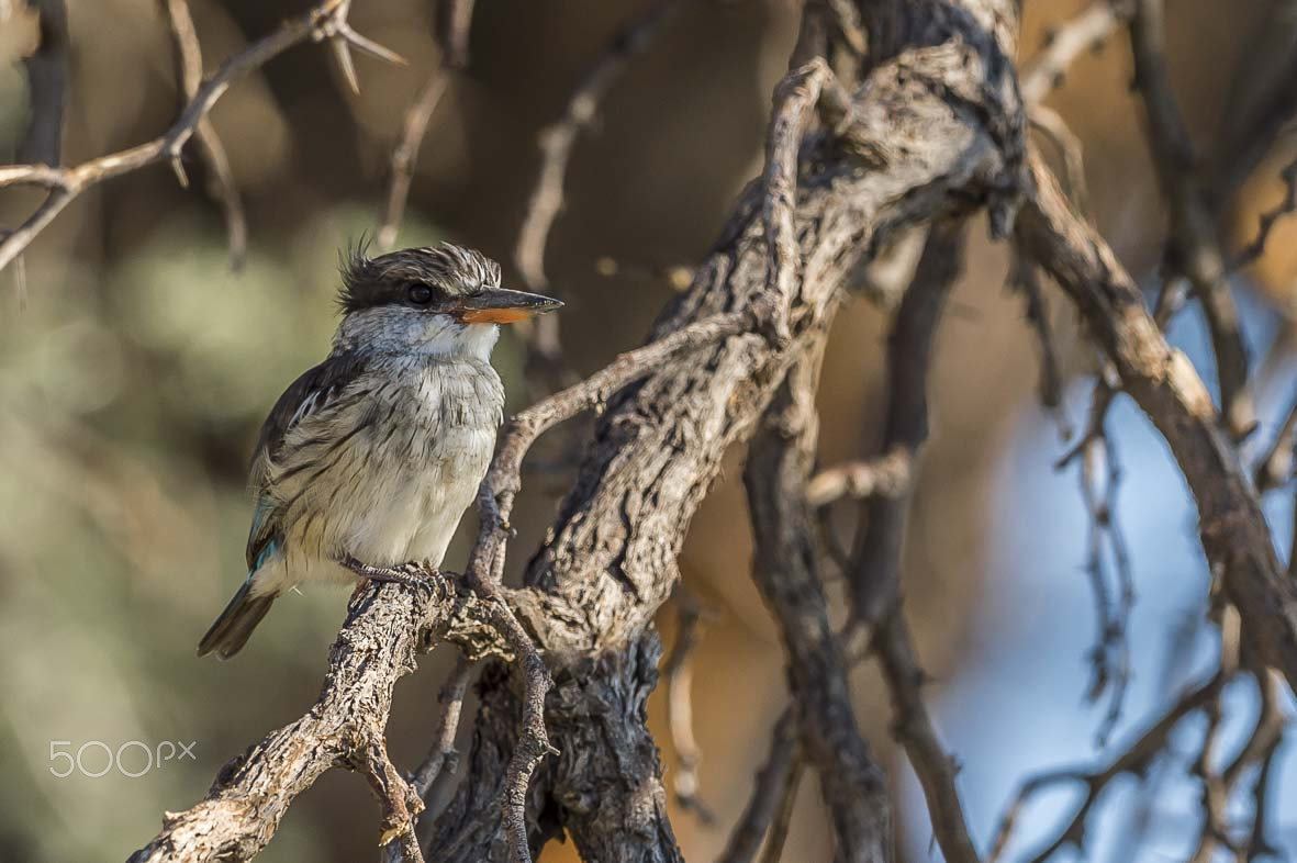 Nikon D4S + Sigma 24-60mm F2.8 EX DG sample photo. Striped kingfisher photography