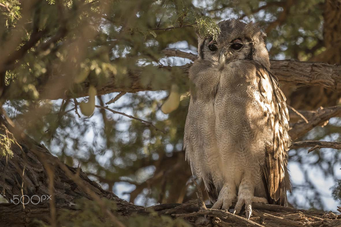 Sigma 24-60mm F2.8 EX DG sample photo. Verreaux eagle owl photography