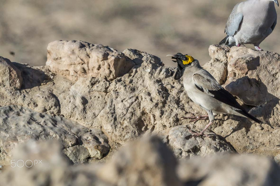 Nikon D4S + Sigma 24-60mm F2.8 EX DG sample photo. Wattled starling photography