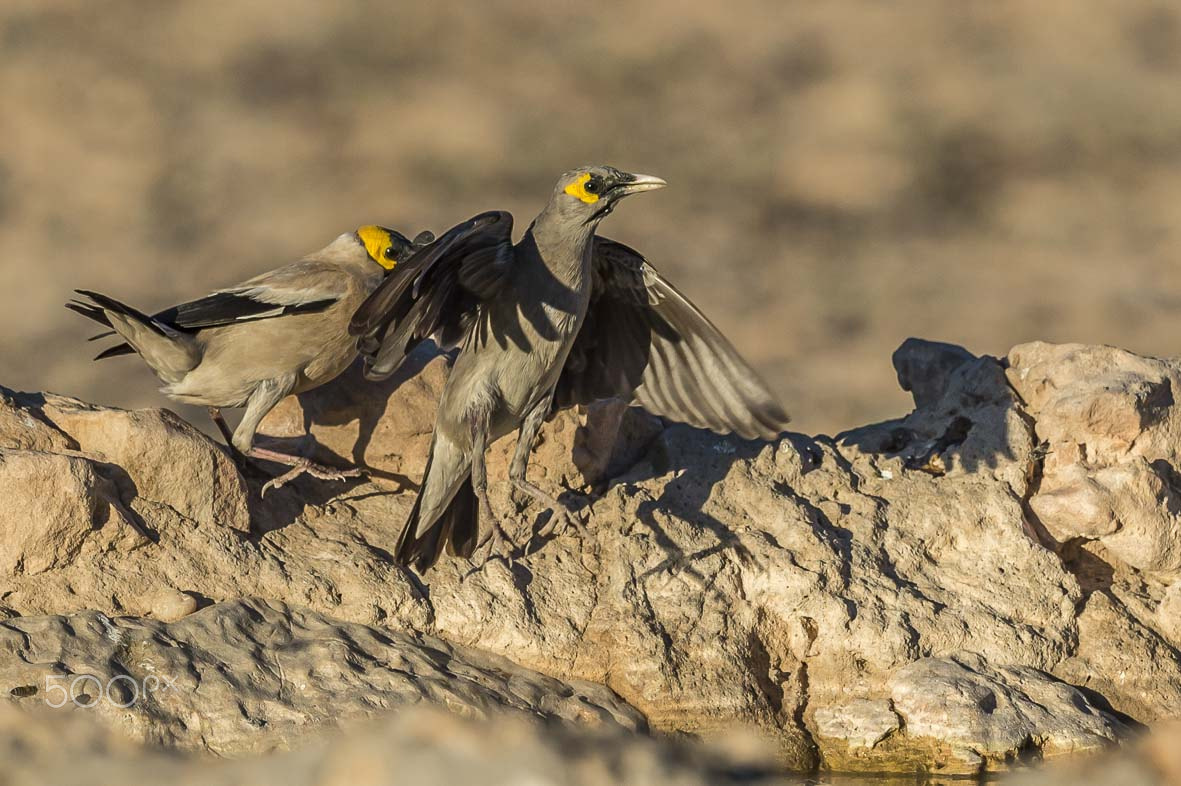 Sigma 24-60mm F2.8 EX DG sample photo. Wattled starling photography