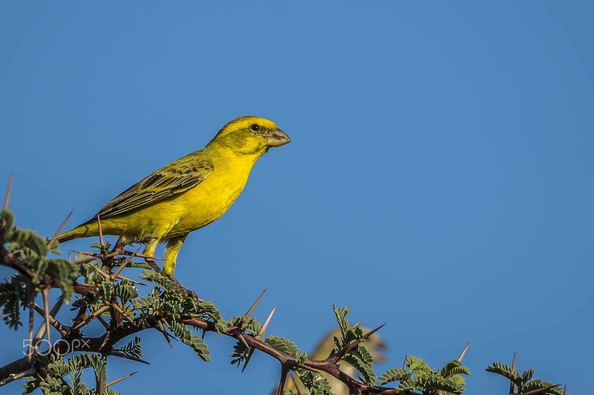 Sigma 24-60mm F2.8 EX DG sample photo. Yellow canary photography