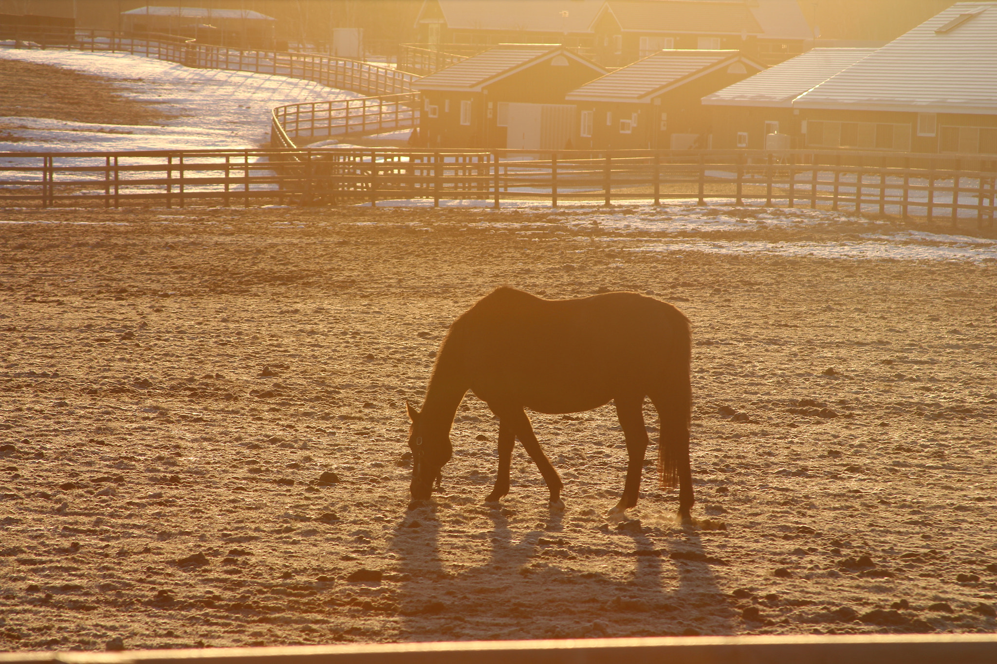 Canon EOS 700D (EOS Rebel T5i / EOS Kiss X7i) sample photo. Thoroughbred photography