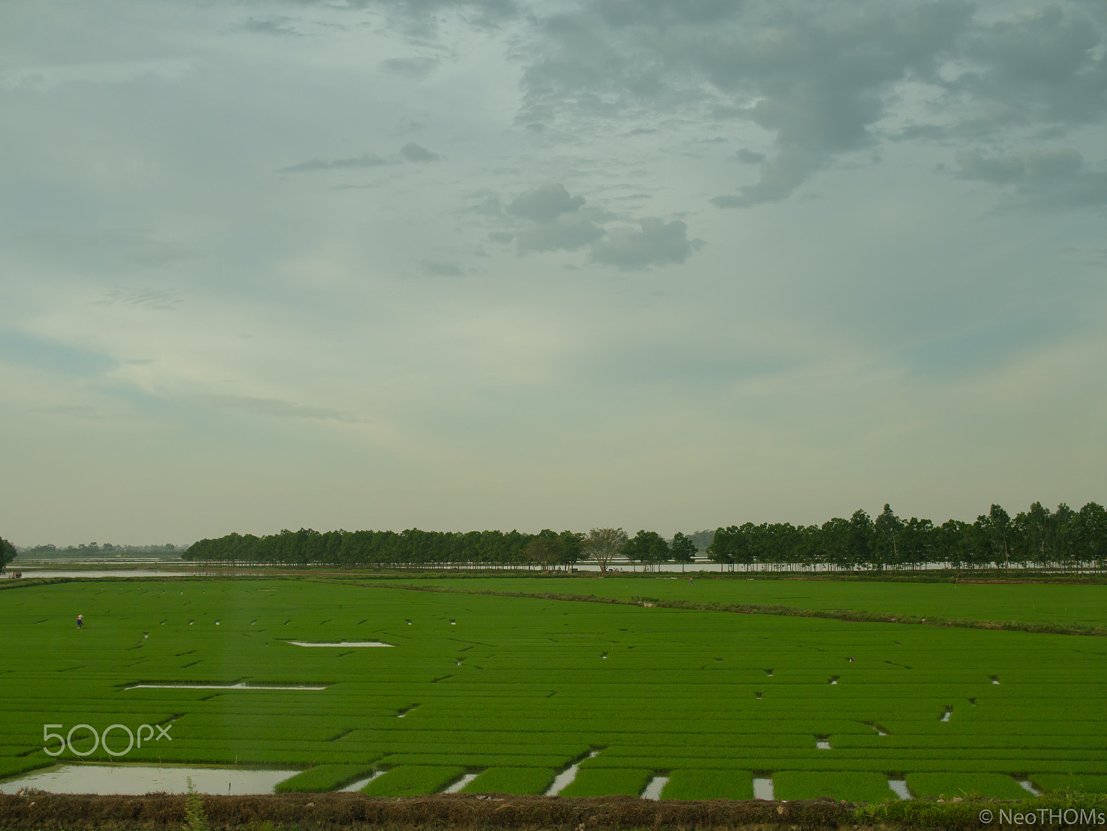 Panasonic Lumix DMC-GF6 + Olympus M.Zuiko Digital 25mm F1.8 sample photo. Green rice fields and sky photography