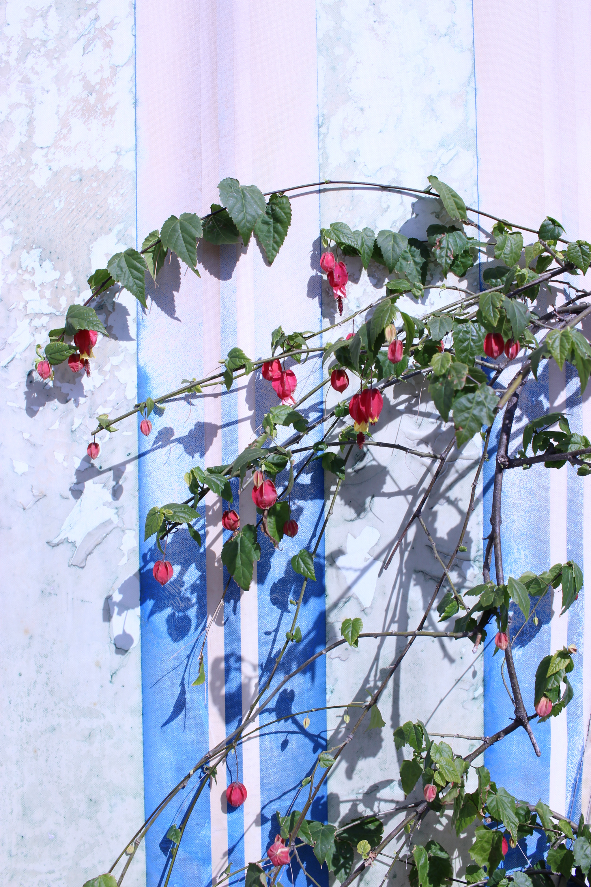 Canon EOS 100D (EOS Rebel SL1 / EOS Kiss X7) sample photo. The flower photography