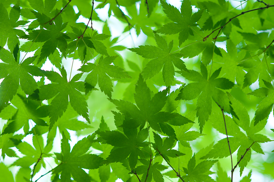 Sony Sonnar T* 135mm F1.8 ZA sample photo. Maple photography