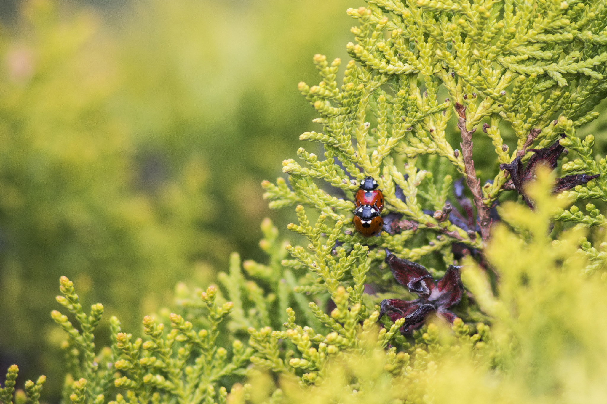 Canon EF 75-300mm F4.0-5.6 IS USM sample photo. Ladybug photography