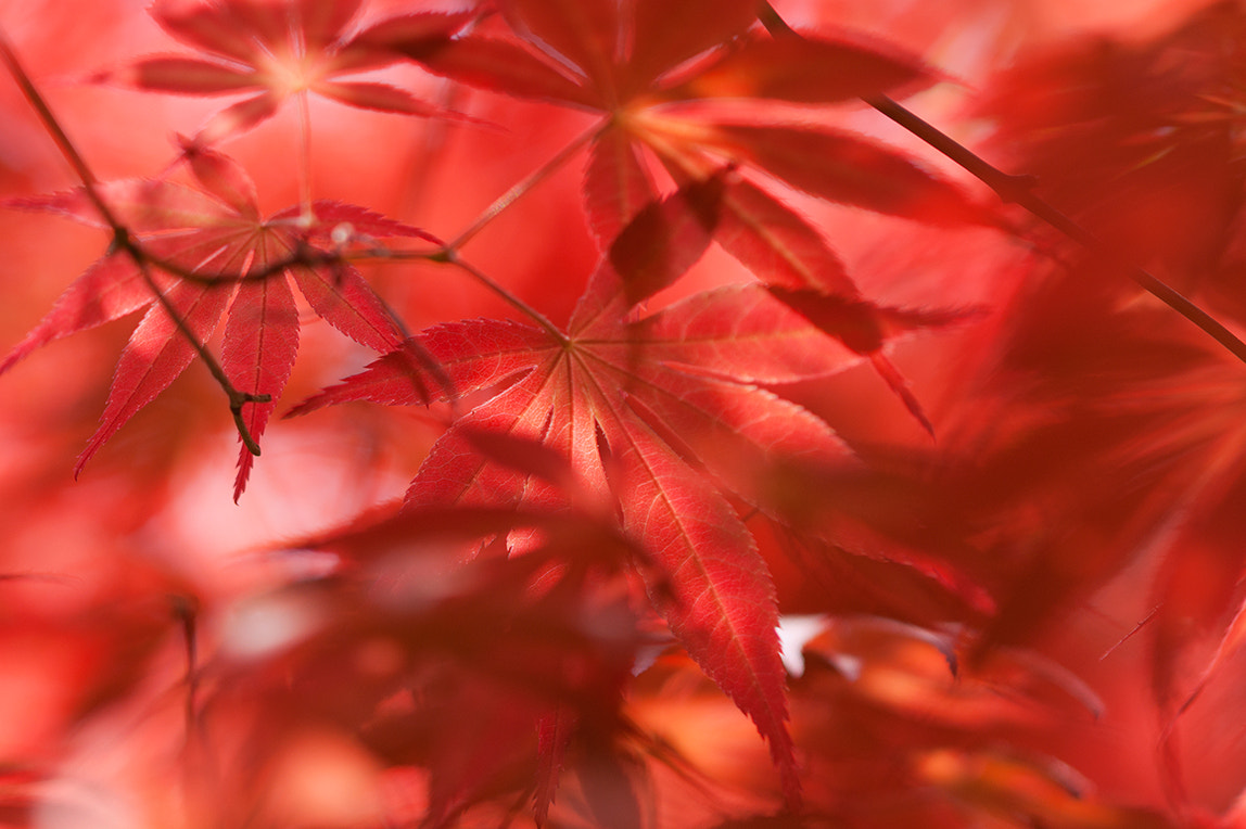 Sony Sonnar T* 135mm F1.8 ZA sample photo. Maple tree photography