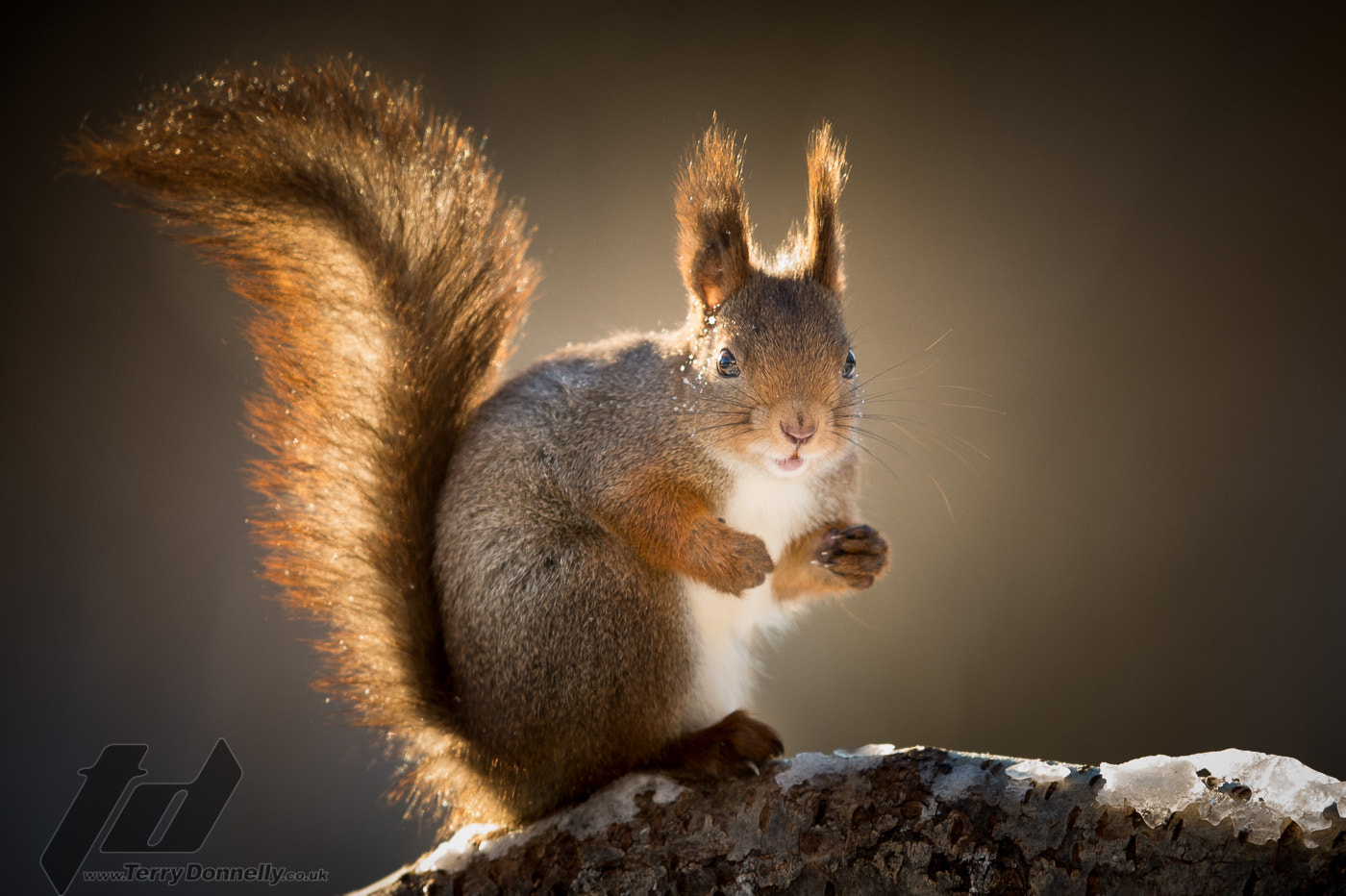 Nikon AF-S Nikkor 400mm F2.8G ED VR II sample photo. Big ears photography