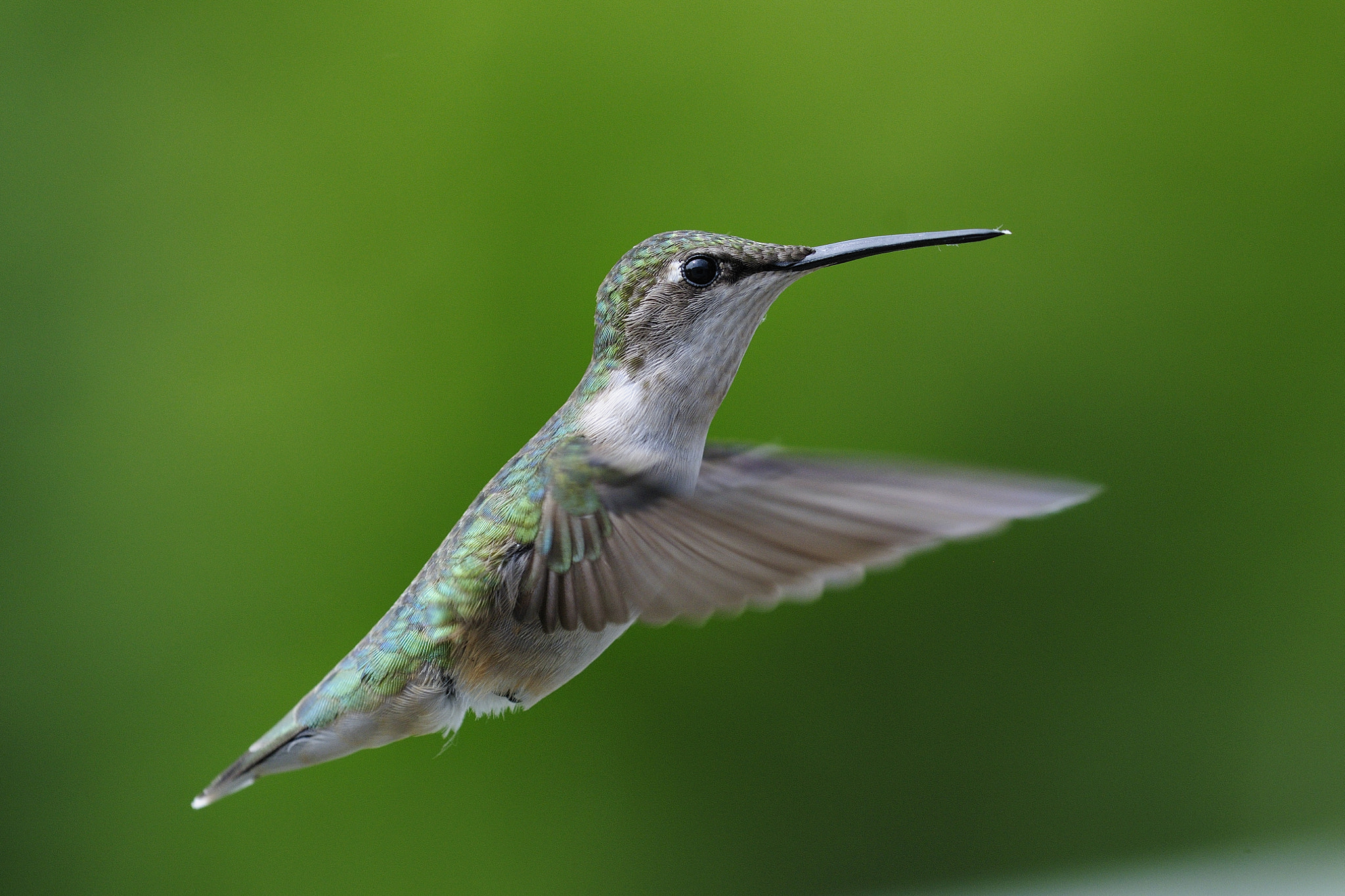 Nikon D300S + Nikon AF Micro-Nikkor 200mm F4D ED-IF sample photo. Colibri à gorge rubis archilochus colubris ruby throated hummingbird cld photography